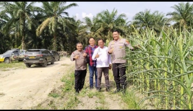 Kapolres Sarolangun Tinjau Lahan Jagung Dukung Program Ketahanan Pangan di Desa Sungai Keramat