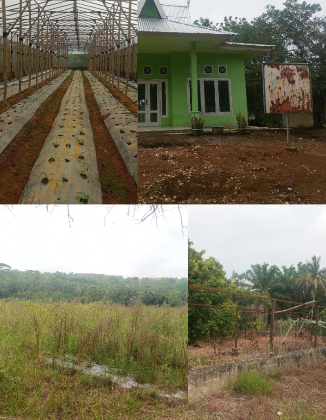 Diduga Terbengkalai, Green House Dinas Pertanian Sarolangun Tak Terawat, Lahan Cabai Gagal Panen
