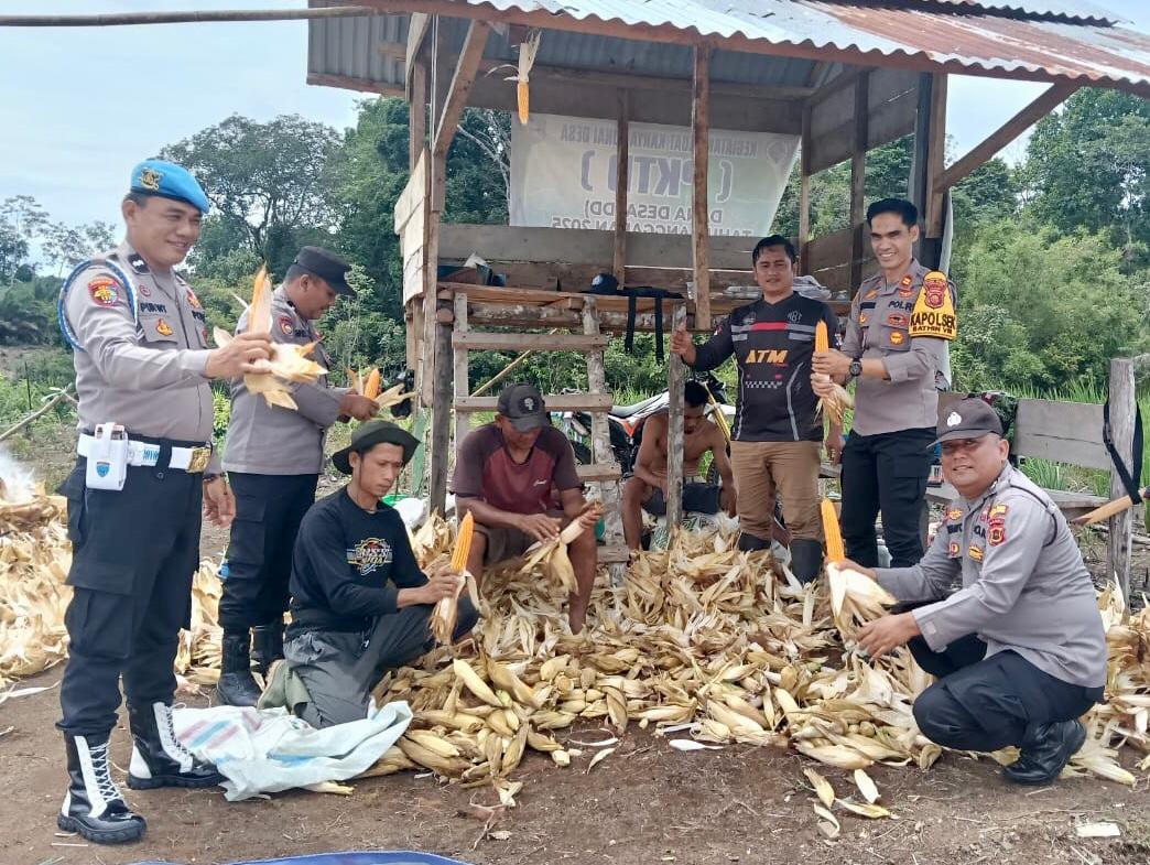 Polsek Batin VIII Panen Jagung dan Monitoring Lahan Produktif Dukung Ketahanan Pangan Nasional