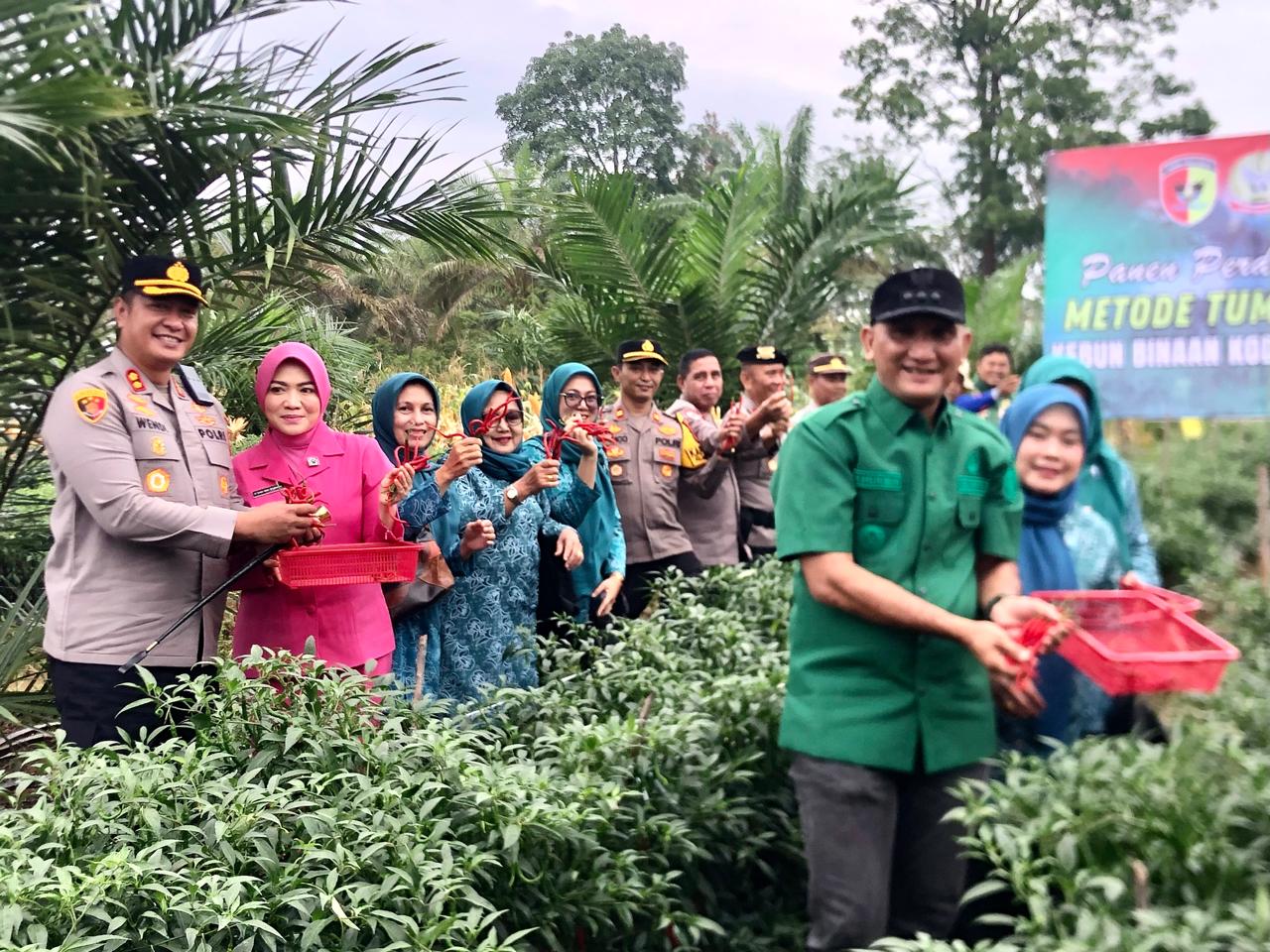 Komitmen Dukung Ketahanan Pangan, Bupati Sarolangun Bersama Kapolres dan Dandim Gelar Panen Raya Jagung, Cabai, Padi, dan Semangka